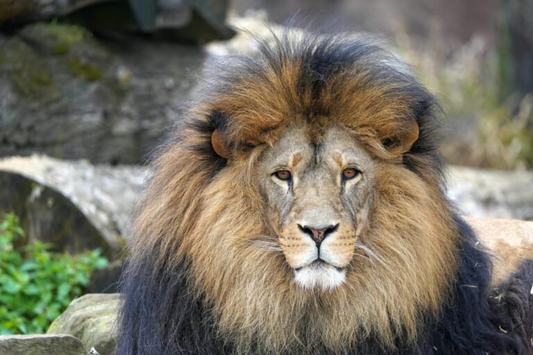 Löwe aus der Zoom Erlebniswelt mit imposanter Mähne steht wachsam in der afrikanischen Savanne