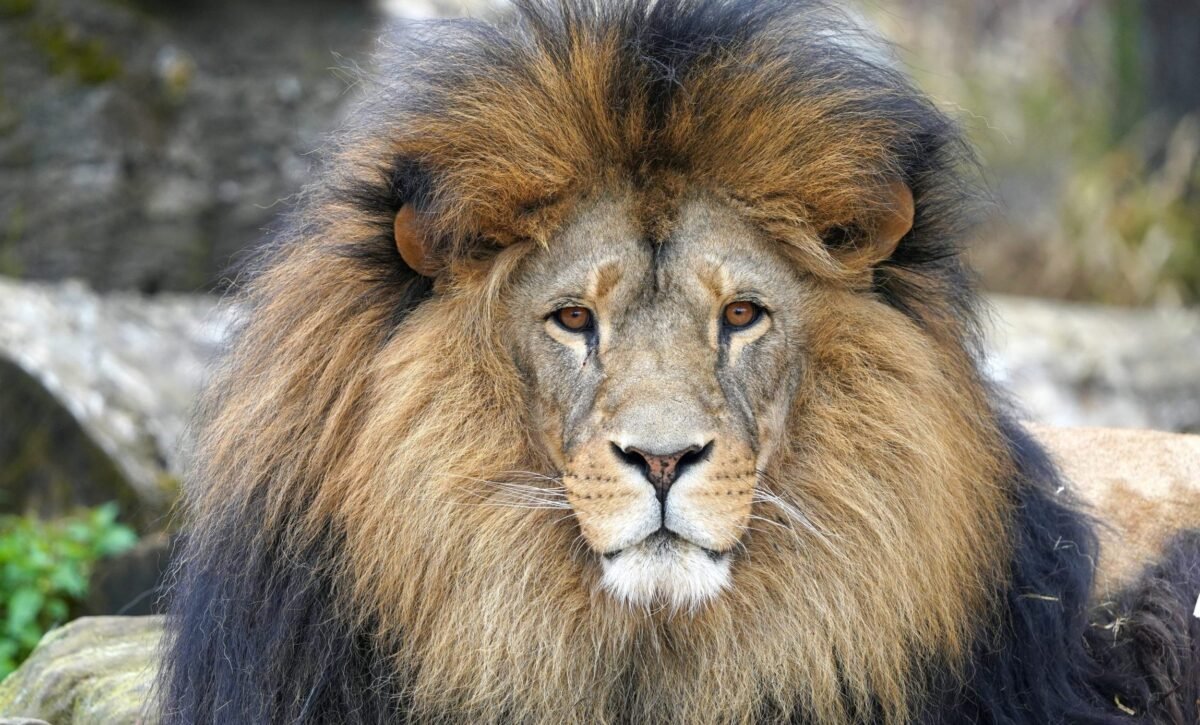 Löwe aus der Zoom Erlebniswelt mit imposanter Mähne steht wachsam in der afrikanischen Savanne