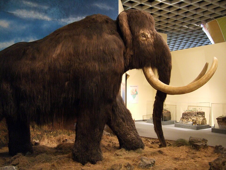 Mammut Nachbildung im Naturkundemuseum Münster Ausstellung Innen