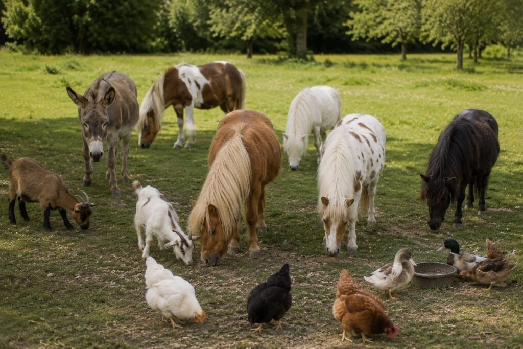 Mehrere Ponys, ein Esel, Ziegen, Hühner und Enten stehen gemeinsam auf einer grünen Wiese in natürlicher Umgebung auf einem Bauernhof.
