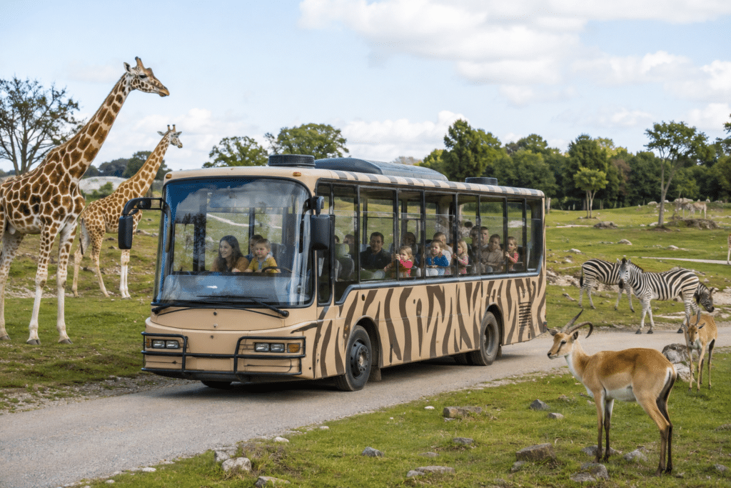 Familien fahren im Safaribus durch einen Tierpark mit Giraffen, Zebras und Antilopen